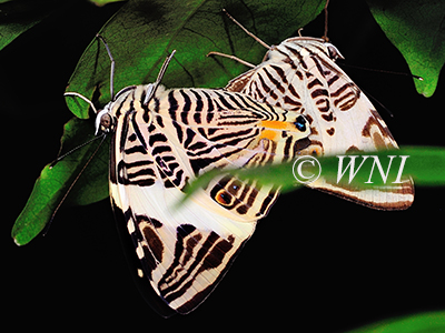 Dirce Beauty (Dirce Beauty (Colobura dirce dirce)